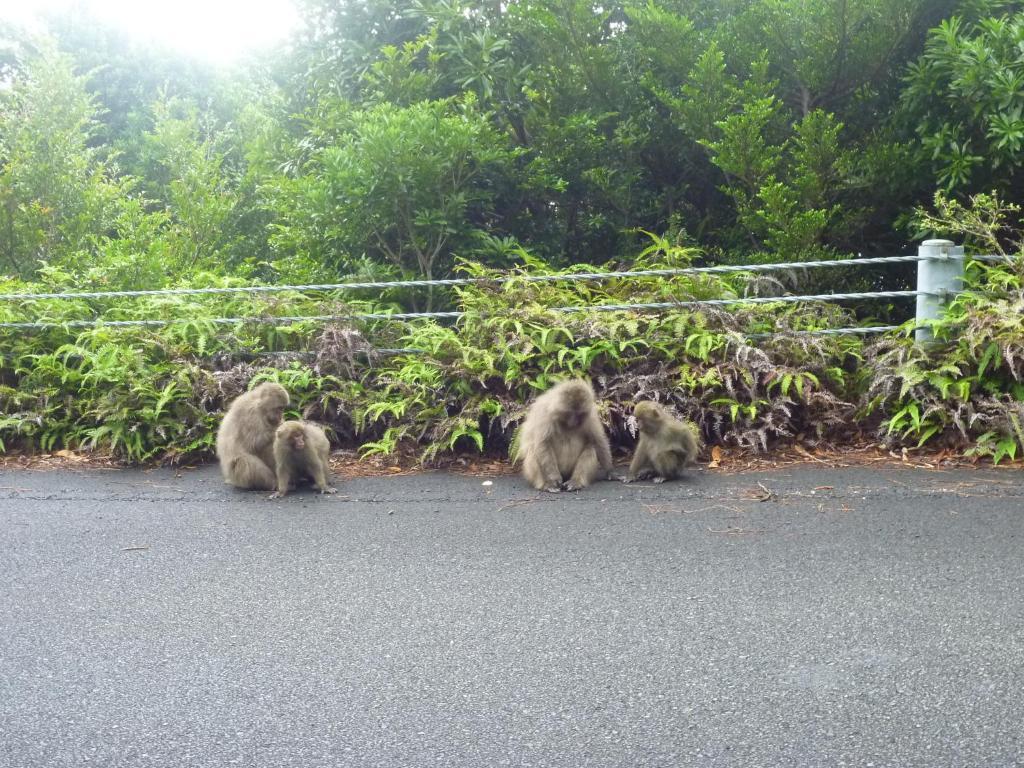 A Pousada Minshuku Kaisei 1 Yakushima  Exterior foto